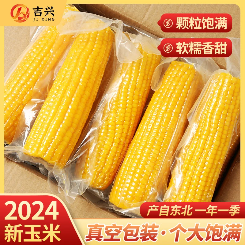 【大棒7-7.5斤】24年东北黄甜糯玉米280克-350克一箱12根两根试吃