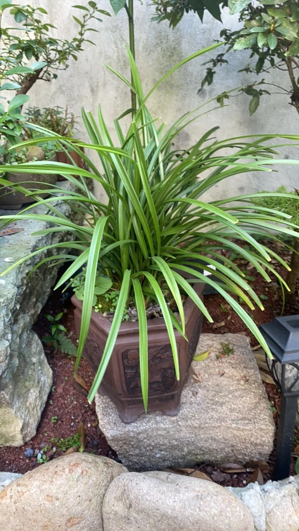 精品兰花 观赏植物一物一拍-（160-500）