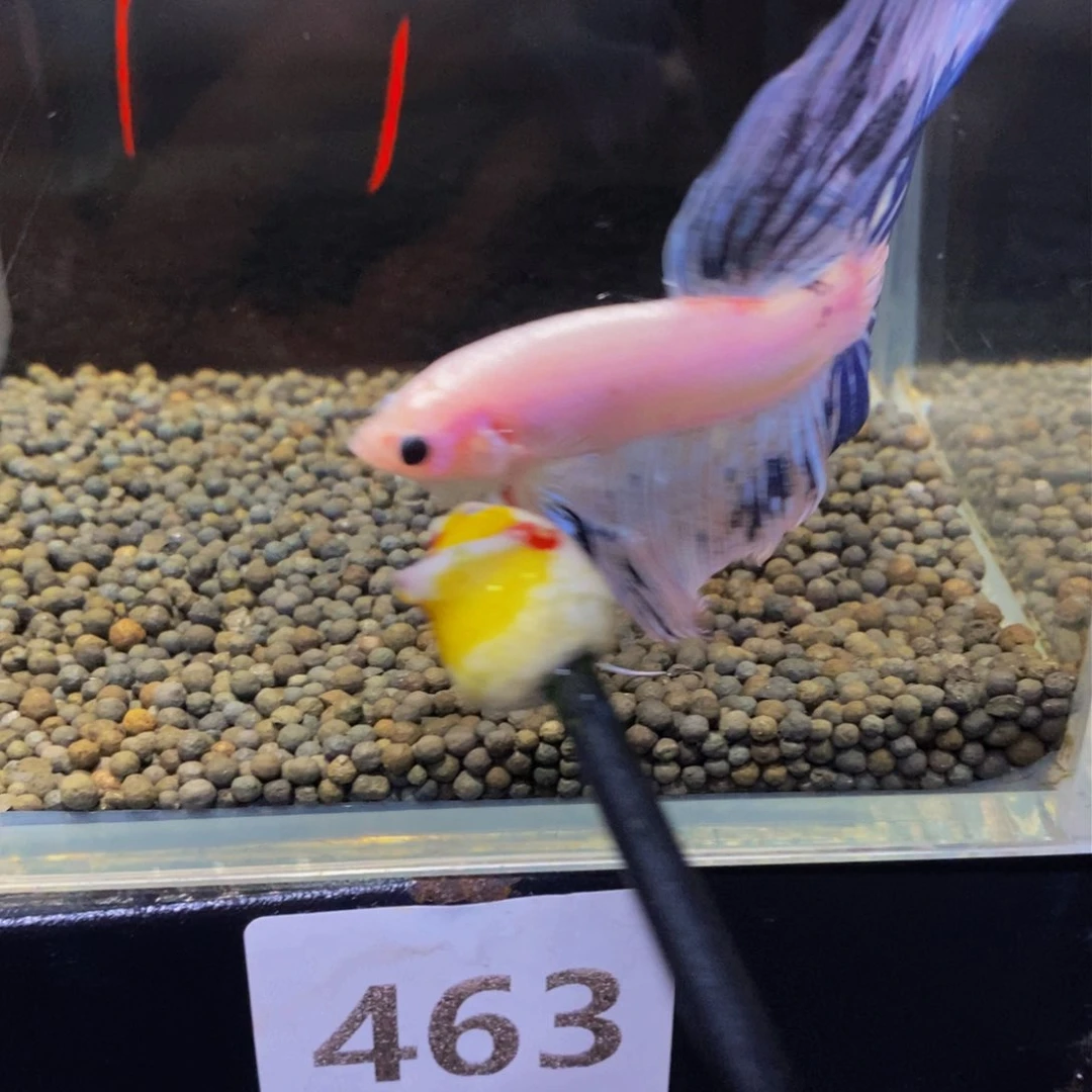 斗鱼热带鱼不分公母463