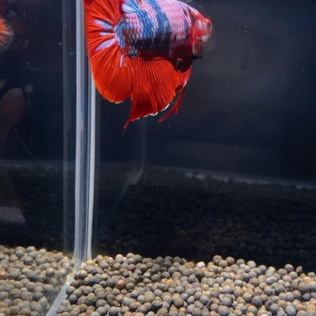 斗鱼热带鱼不分公母479