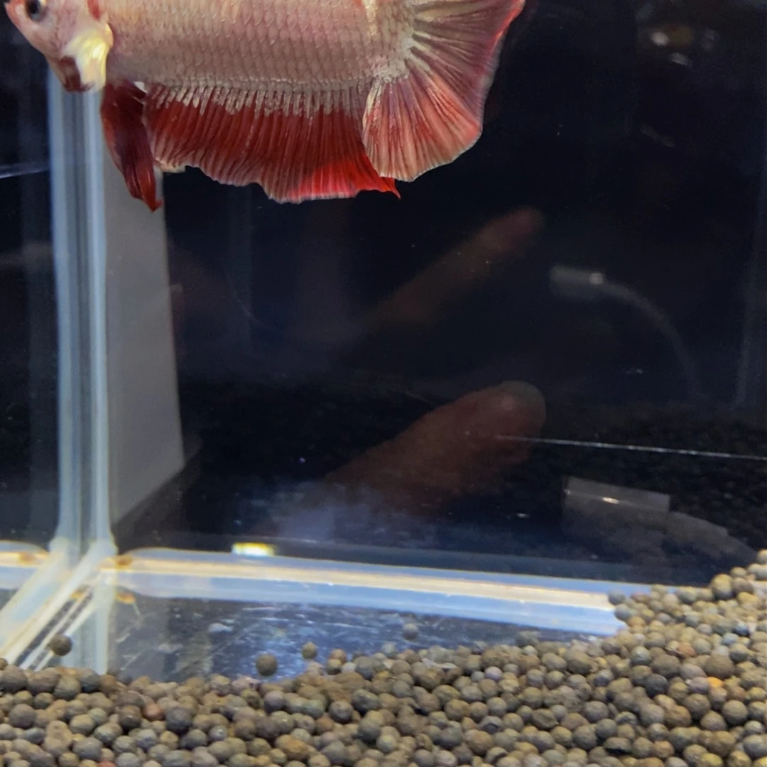 斗鱼热带鱼不分公母483