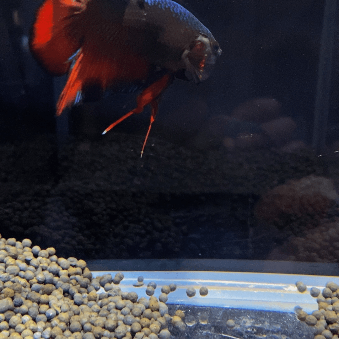 斗鱼热带鱼不分公母424