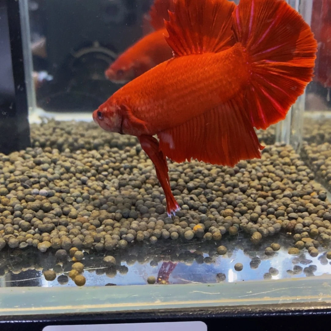 斗鱼热带鱼不分公母417