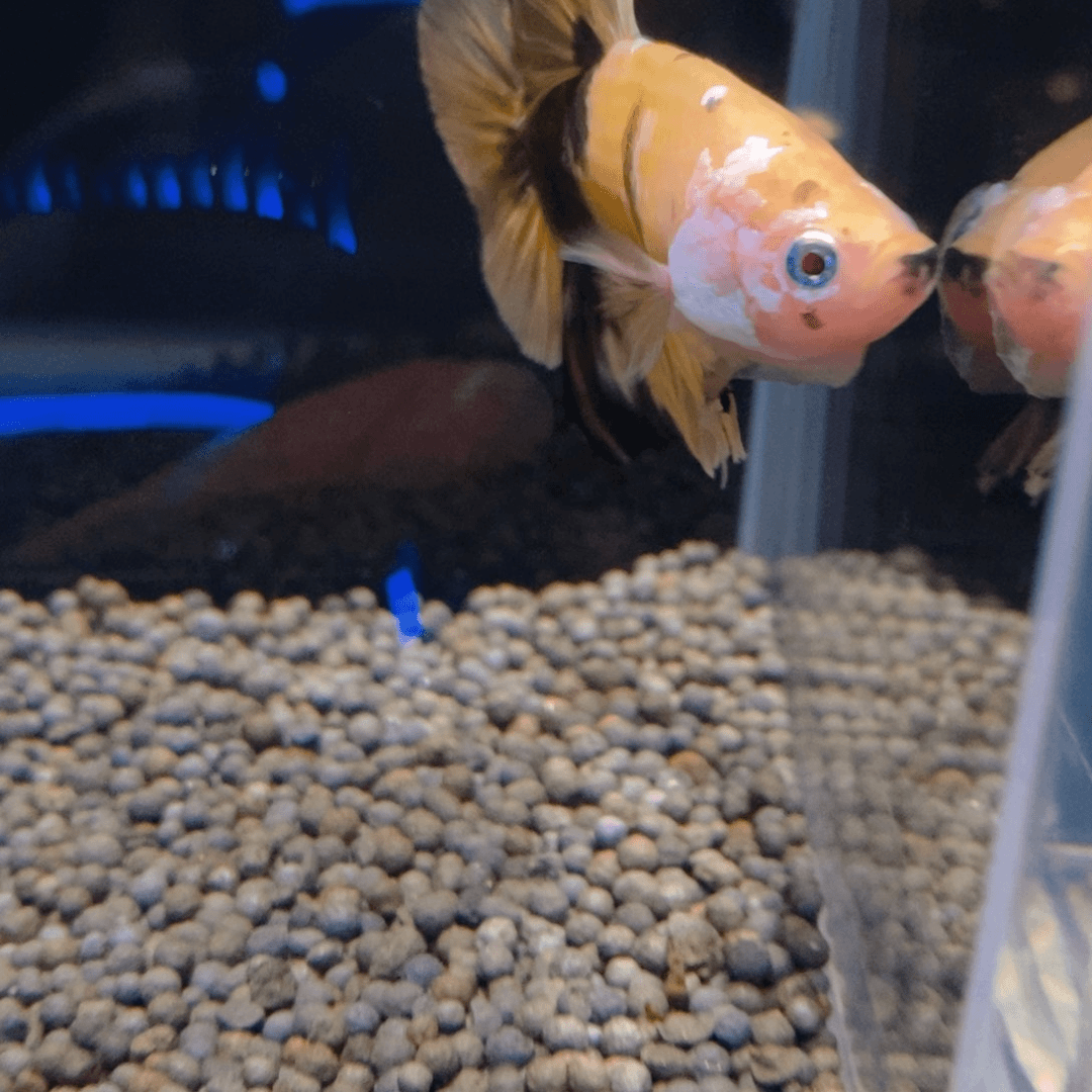 斗鱼热带鱼不分公母504