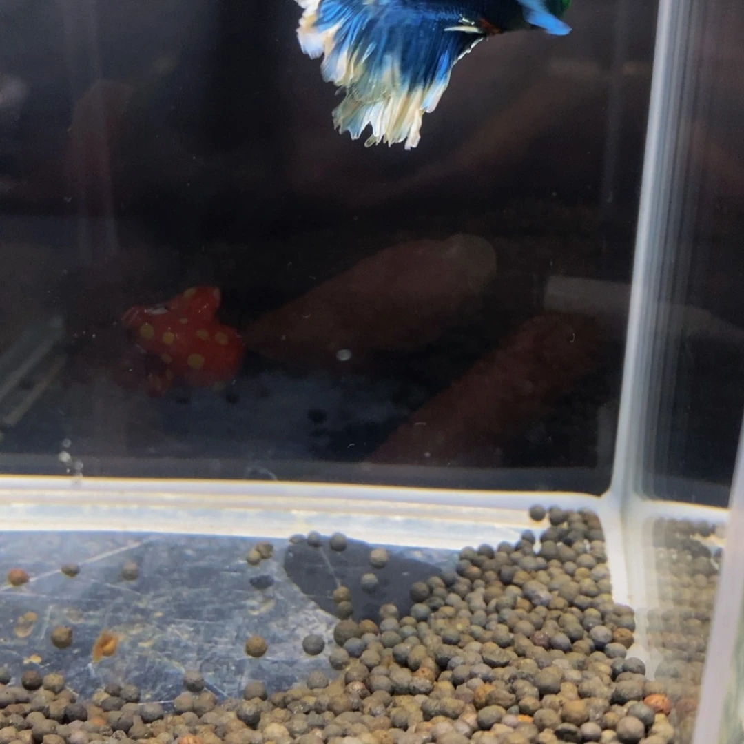 斗鱼淡水不分公母185