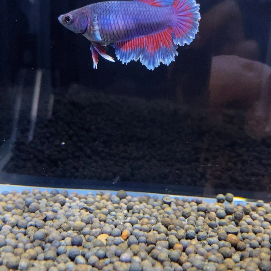 斗鱼热带鱼不分公母240