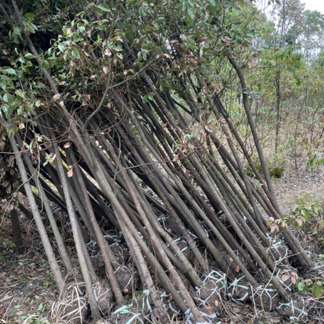 香樟木 各种直径都有 量大可送上门  种植基地直发 可开发票