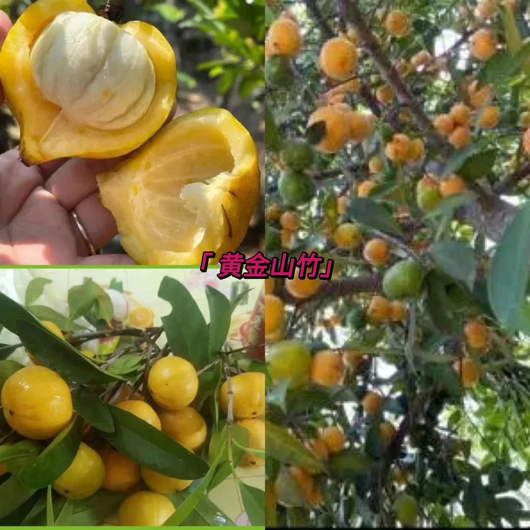 山竹果树苗  果肉甜 带土杯带叶发货