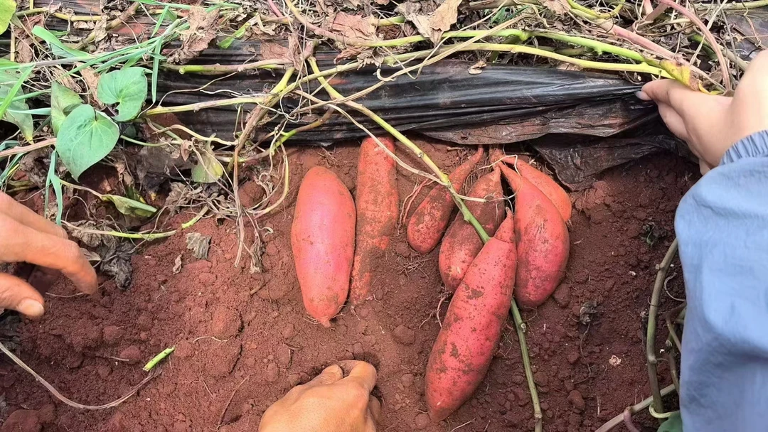 高原红薯 无筋软糯 3公斤