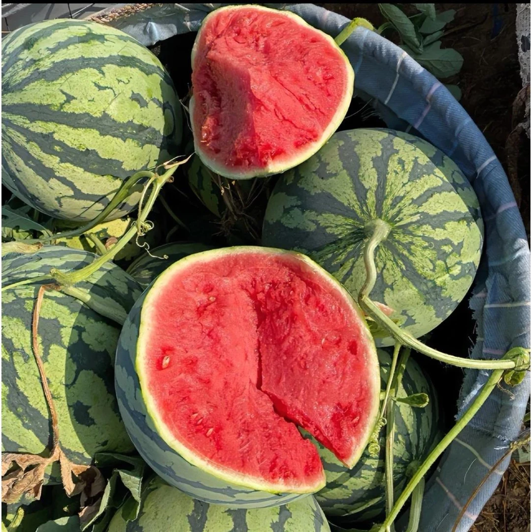 2025年头茬新鲜麒麟西瓜冰糖美都8424西瓜脆甜多汁瓜当季水果包邮