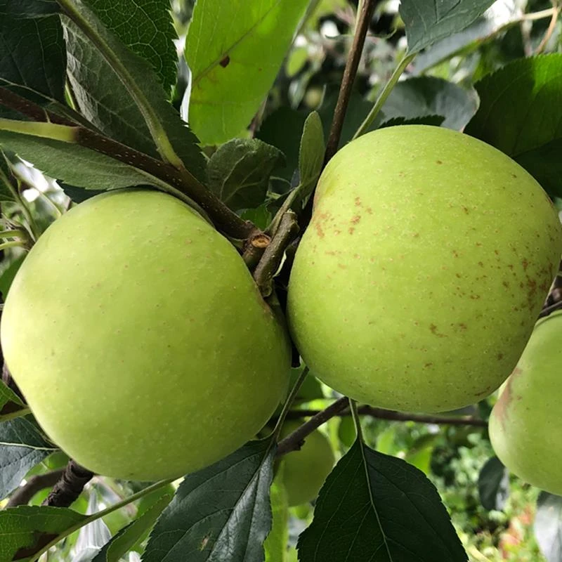 新鲜青苹果水果现摘酸甜脆孕妇水果应季水果果园直供整箱5斤包邮