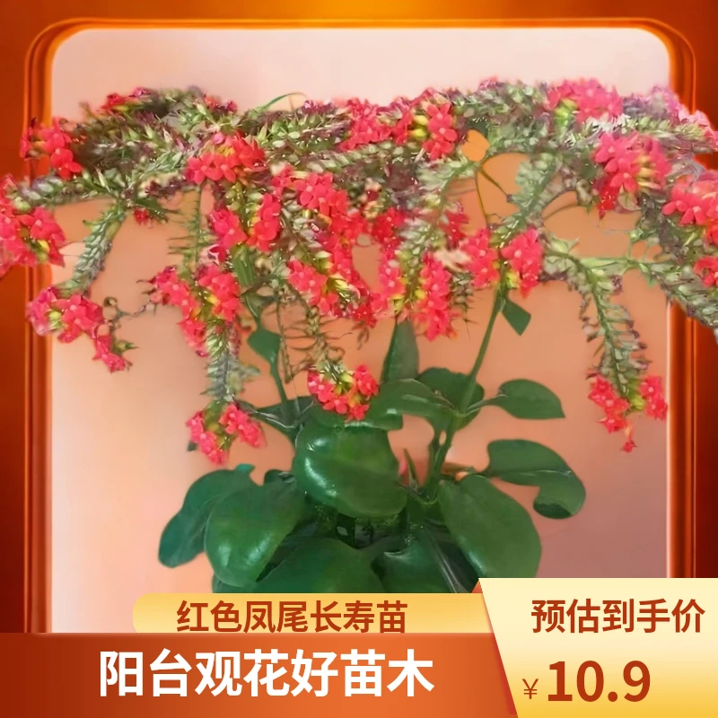 正宗红色凤尾长寿苗花单瓣盆栽客厅阳台绿植盆景苗观花植物老品种