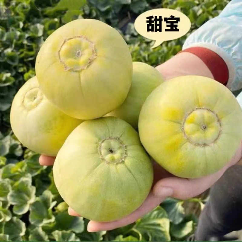 甜宝甜瓜种子薄皮香瓜种籽简单播种庭院盆栽农家瓜果蔬菜种子种植