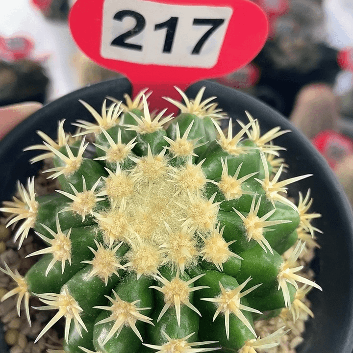 仙人球实生短豪刺金琥
