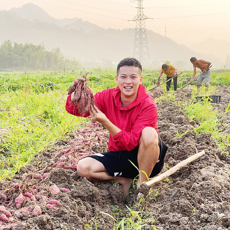 【舅舅严选】临安天目小香薯5斤一箱香糯粉甜小红薯新鲜小香薯
