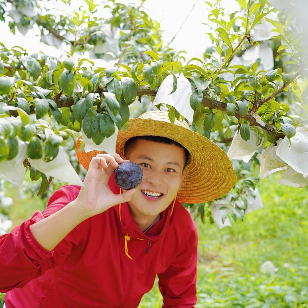 【舅舅严选】临安本地新鲜李子黑布林礼盒装16枚3斤左右装新鲜采摘