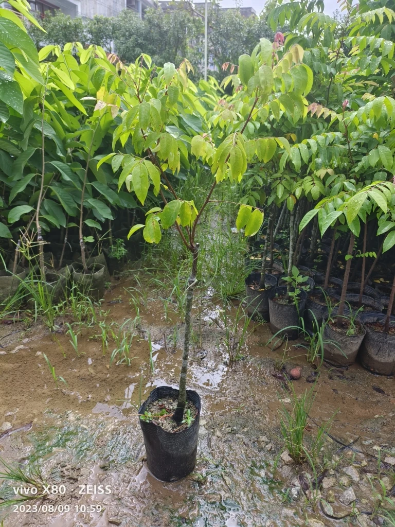 一物一拍  四季新奇植物配方土茉莉