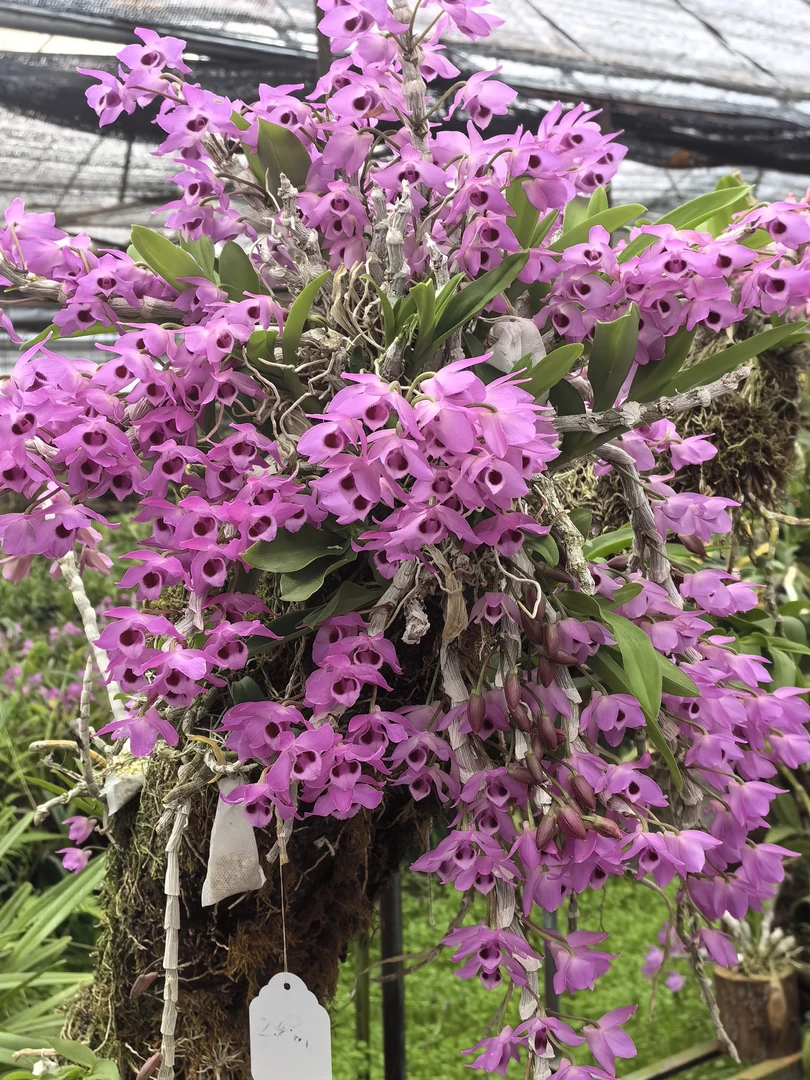 【一物一拍盆栽花卉】各类石斛兰盆栽花香浓郁花卉石斛兰盆栽石斛