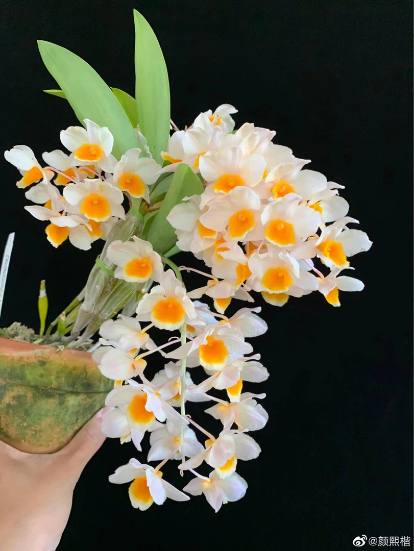 云南球花石斛兰可花盆树桩种植成活 开花大朵 清香可观赏可食用