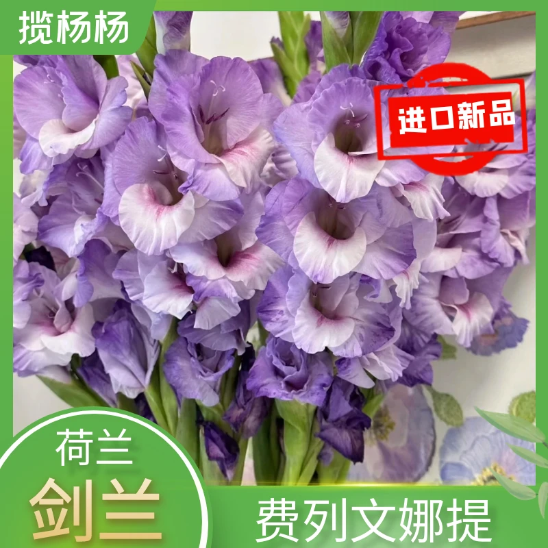 费列文娜提一代荷兰进口唐菖蒲剑兰种球室内外种植多季8/10紫色