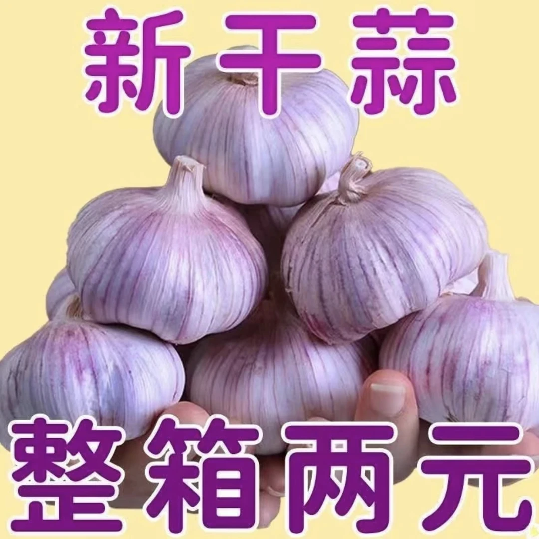 【价低蒜好】山东金乡紫白皮大蒜干蒜新大蒜头1359大蒜头干蒜