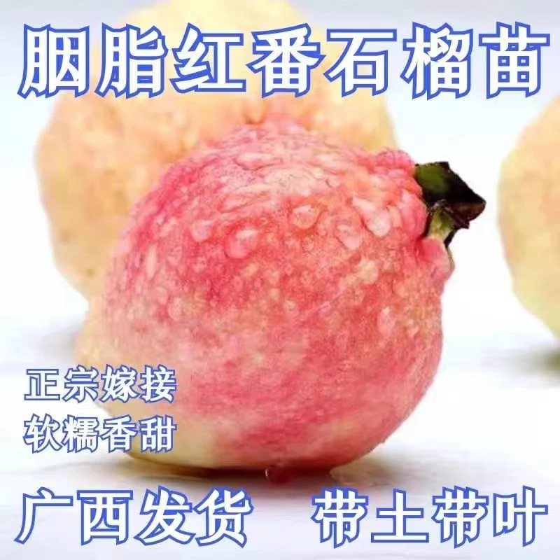 胭脂红番石榴鸡屎果苗盆栽地栽带营养杯嫁接苗杯苗