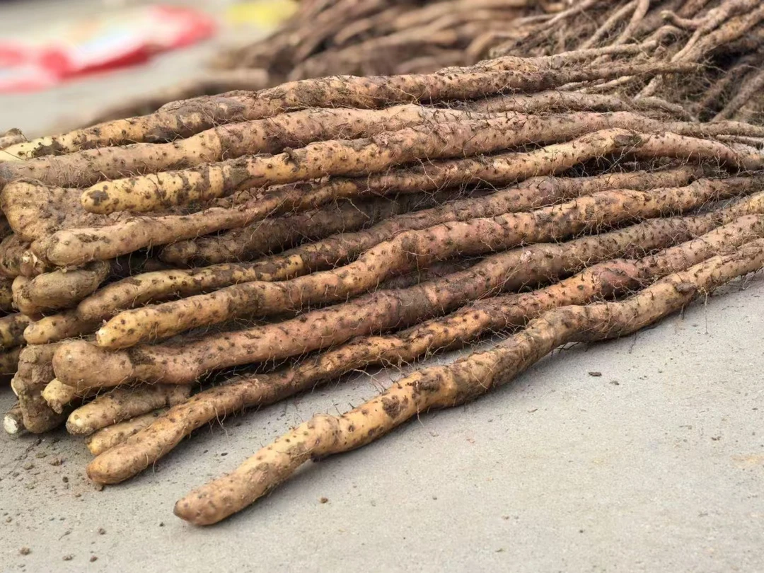 40公分温县铁棍山药