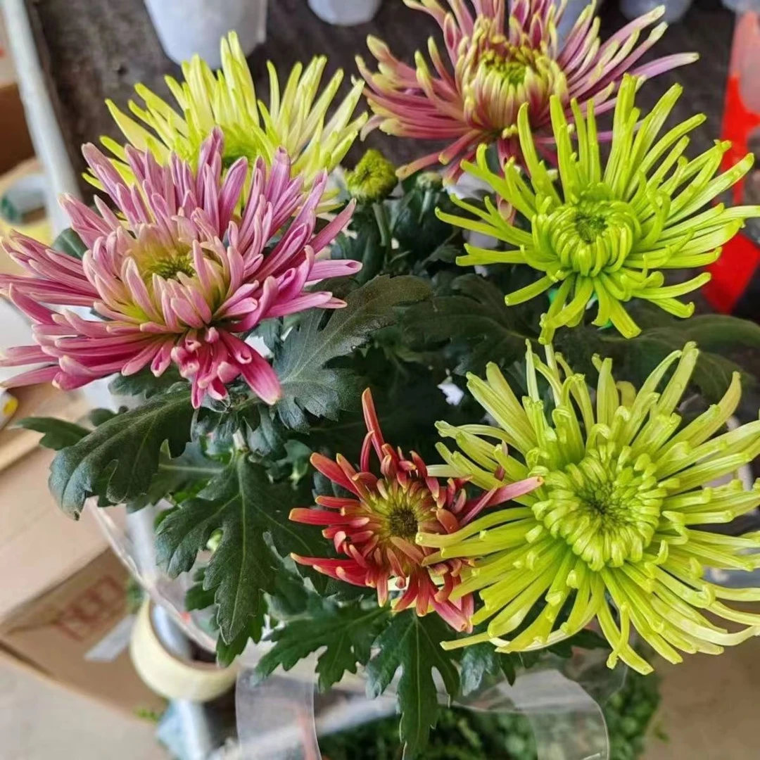 老杨【单头菊】彩菊多年生大花单头菊四季开花阳台庭院原盆原土发货