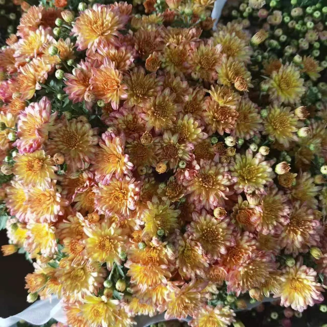 老杨【千头菊】千头菊盆栽带花苞四季开花客厅阳台耐热好养花期长