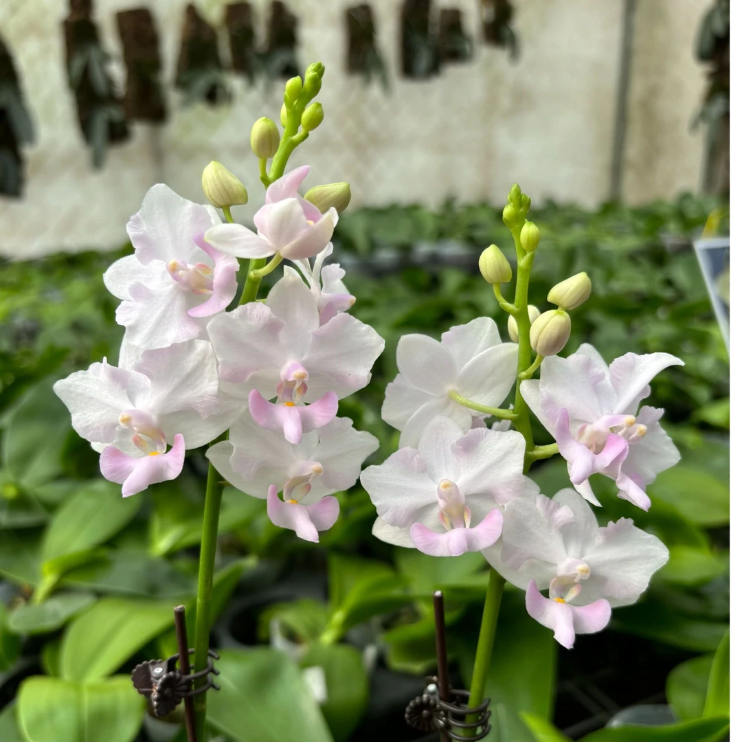 粉猫  原生朵丽蝴蝶兰2.5寸【锦尚兰业】
