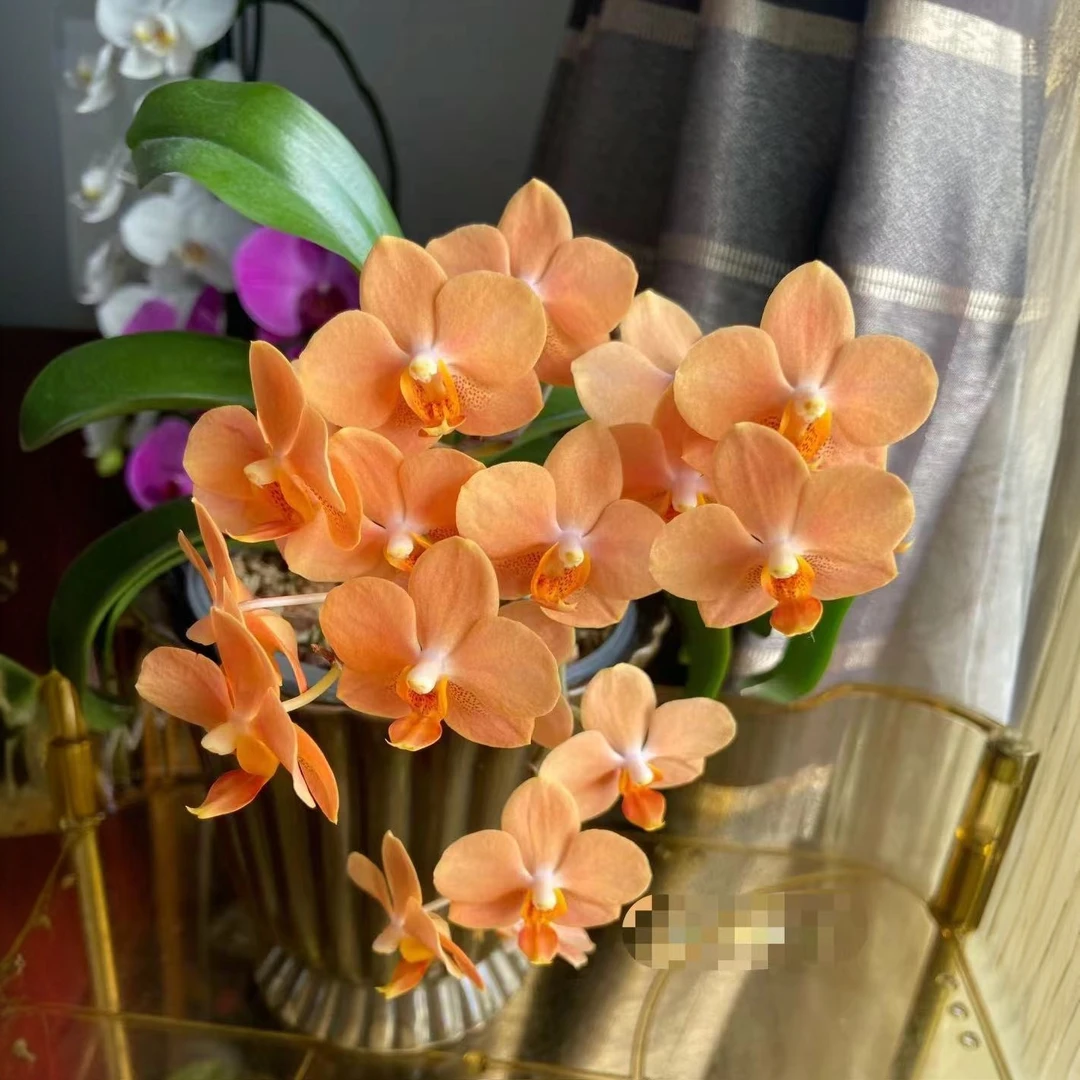 小橘花分生 原生种蝴蝶兰【锦尚兰业】