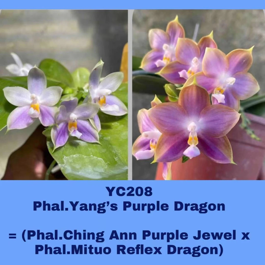 YC208 紫宝石 x 弥陀反射龙 原生趣味蝴蝶兰【锦尚兰业】