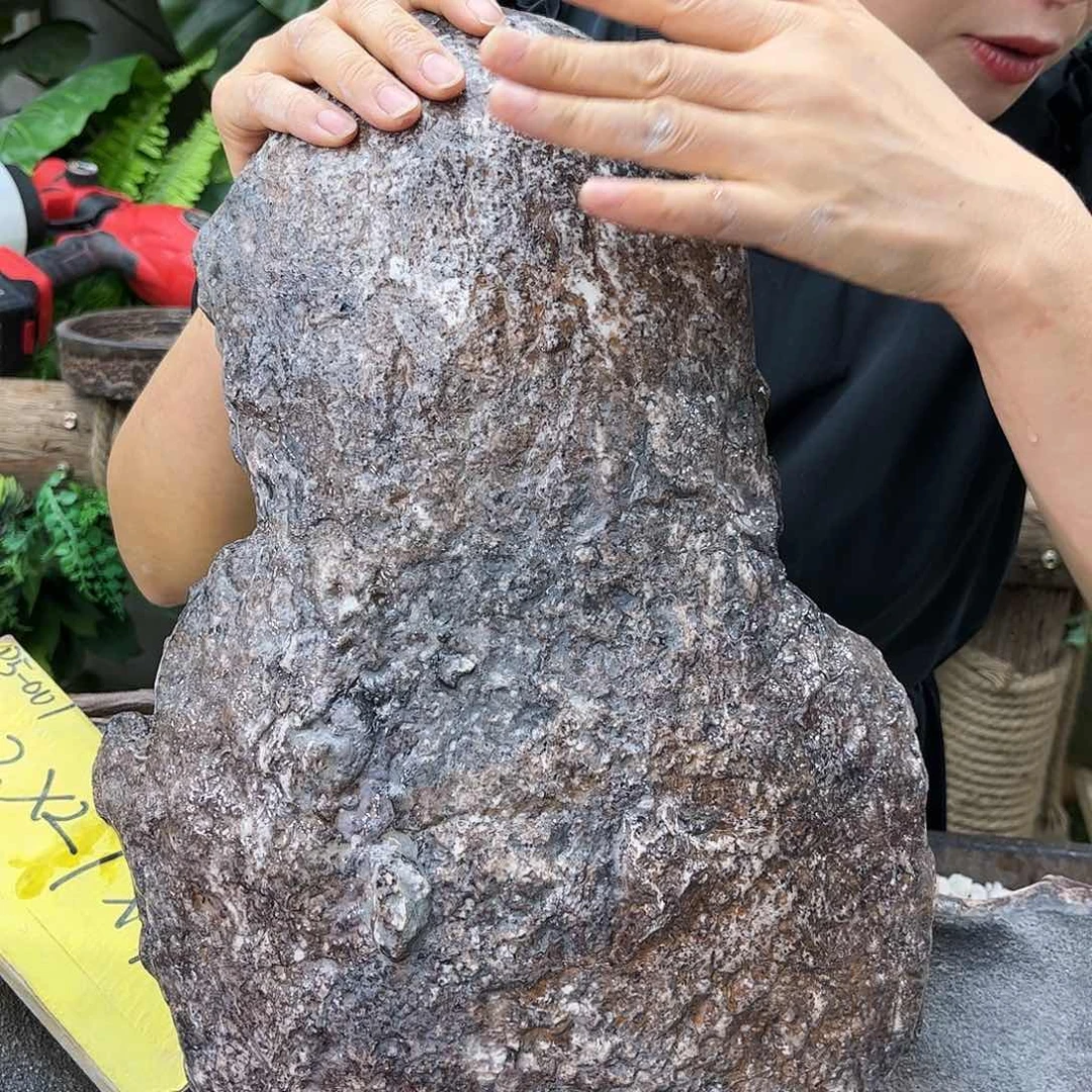 盆景盆景展的p5-001