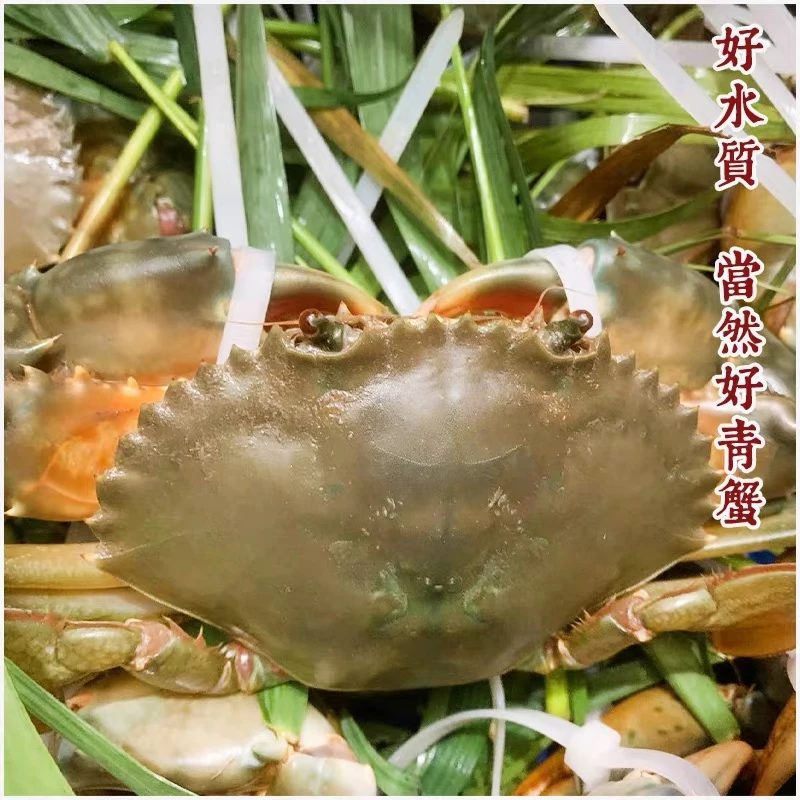 青蟹单只4-5两公蟹肉蟹拍开箱视频签收死了包赔【常温保存】5只装