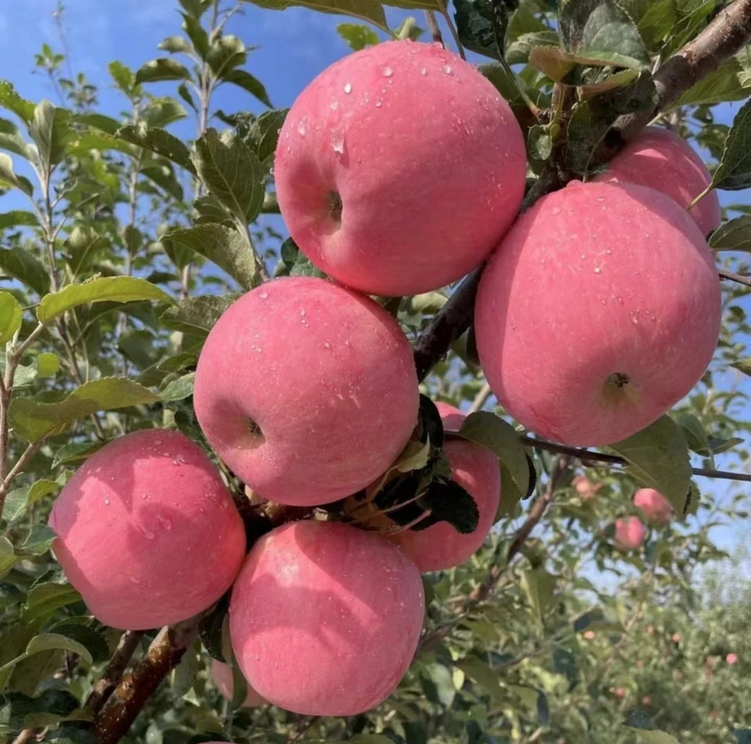 牵牛花鸟办公杯代替链接