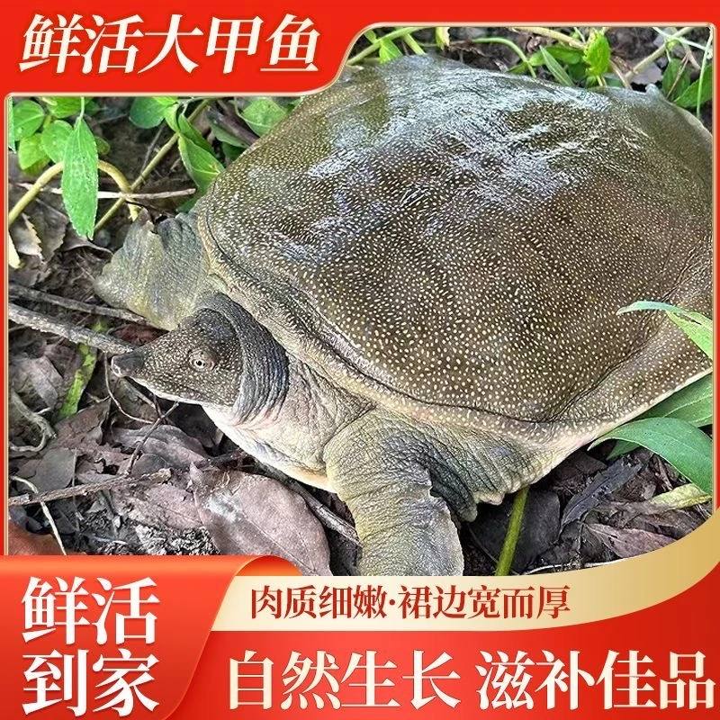 浙江青黄背外塘甲鱼现抓现发红烧清蒸顺丰包活到家