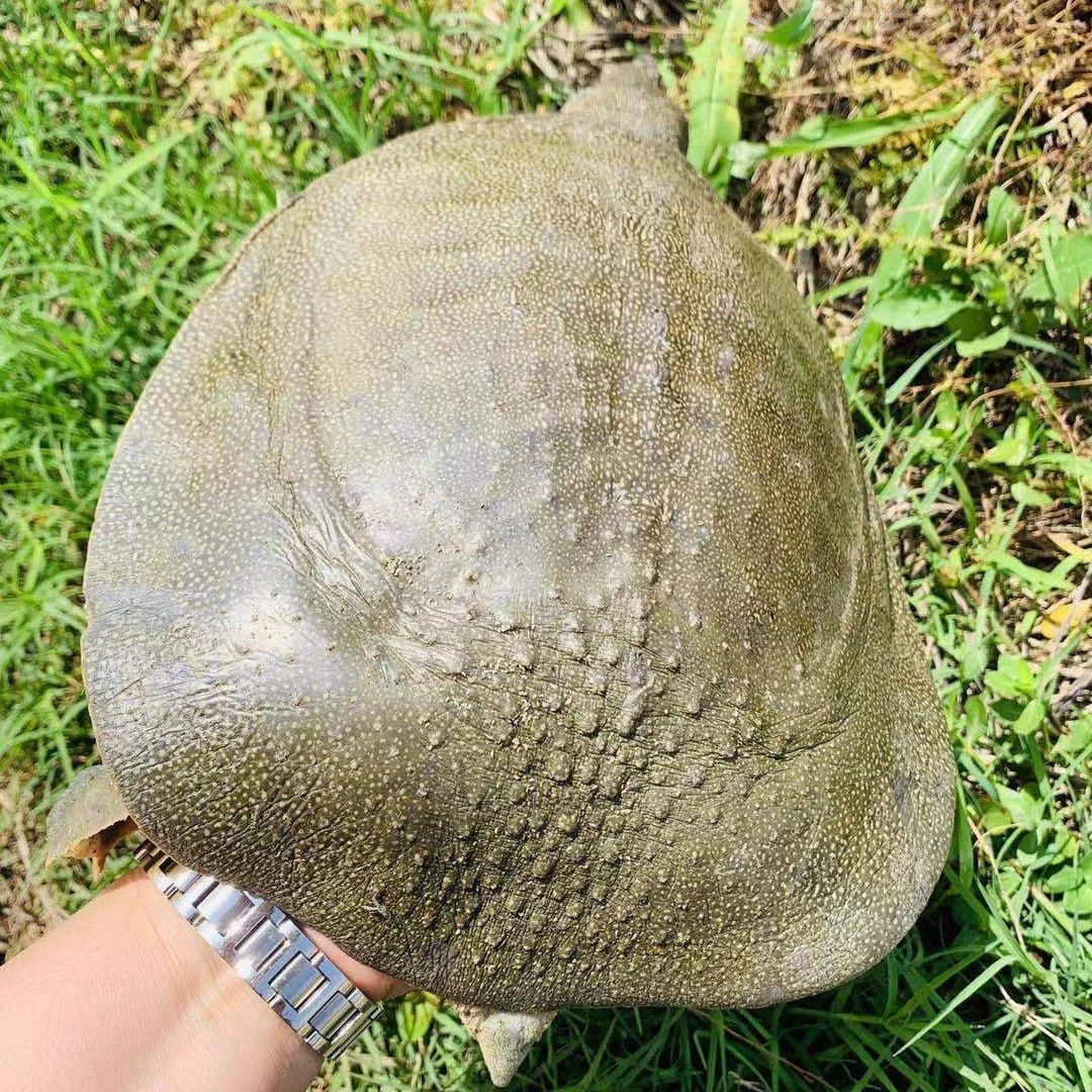 鳖之缘生鲜  精选外塘放养生长甲鱼鲜活团鱼水鱼活体新鲜包邮发货