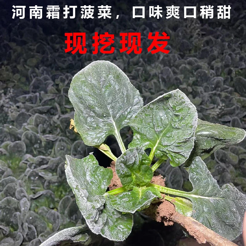 【年货节】混搭河南露天新鲜霜打趴地菠菜地头直发