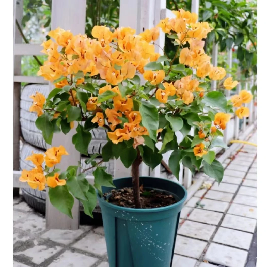 加州黄金三角梅（勤花亮丽）