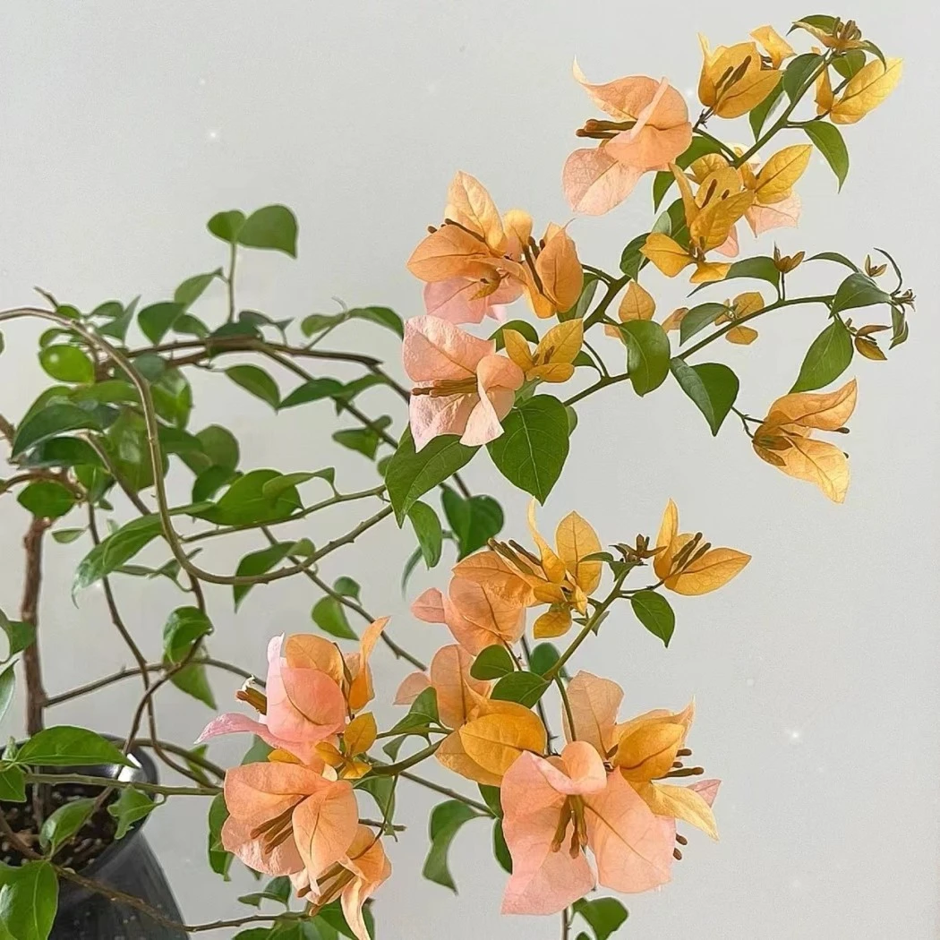 金发女郎.稀有品种三角梅（一物一拍）变色系