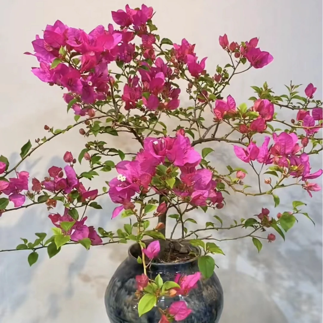 洋红公主.三角梅 枚粉色 庭院 勤花喜庆