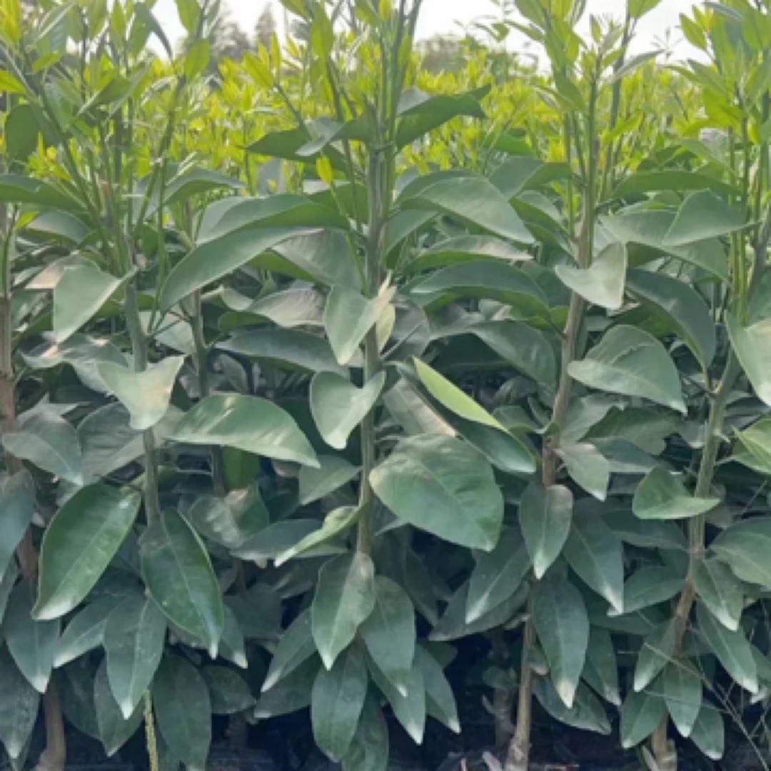 绿植苗木一物一拍