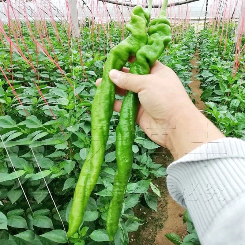 辣椒种子春秋季特大陇椒巨陇螺丝椒种籽四季阳台盆栽蔬菜种孑