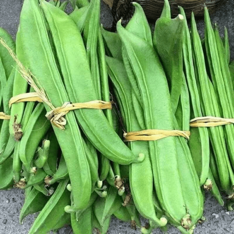 【今年新种】刀豆种子大红刀豆巨型大豆角种籽四季爬藤菜豆角种子