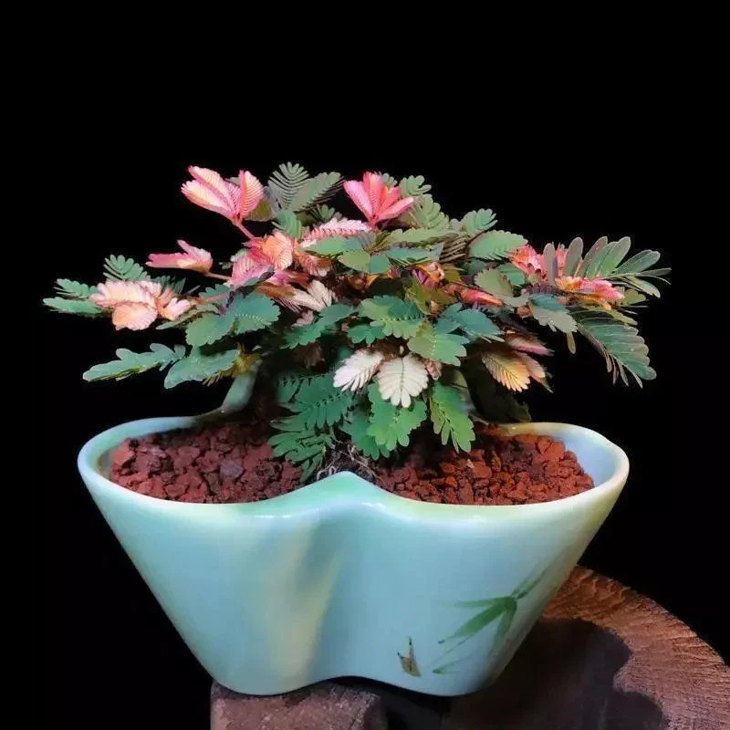 彩叶含羞草花种子四季易活奇趣植物害羞草室内外阳台盆栽植物花籽
