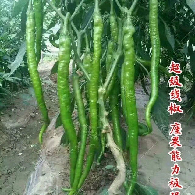长香辣线椒种子薄皮特长春秋早熟种籽阳台四季辣椒蔬菜种孑