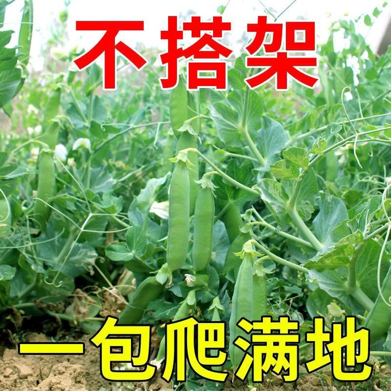 软荚甜脆荷兰豆种子春夏秋四季播种大荚菜豆豌豆豆角种子农家蔬菜