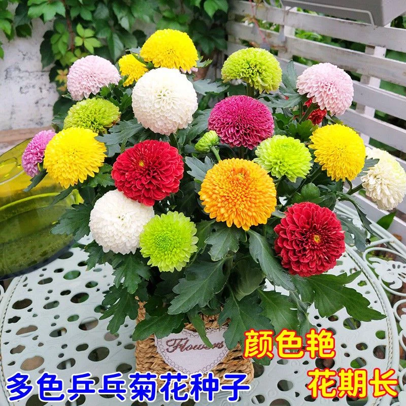 乒乓菊花种子易爆盆四季开花小雏菊易种活室内外花卉盆栽花草种子