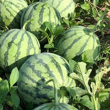 8424麒麟少籽西瓜种子无籽巨型南方四季蔬菜水果种孑