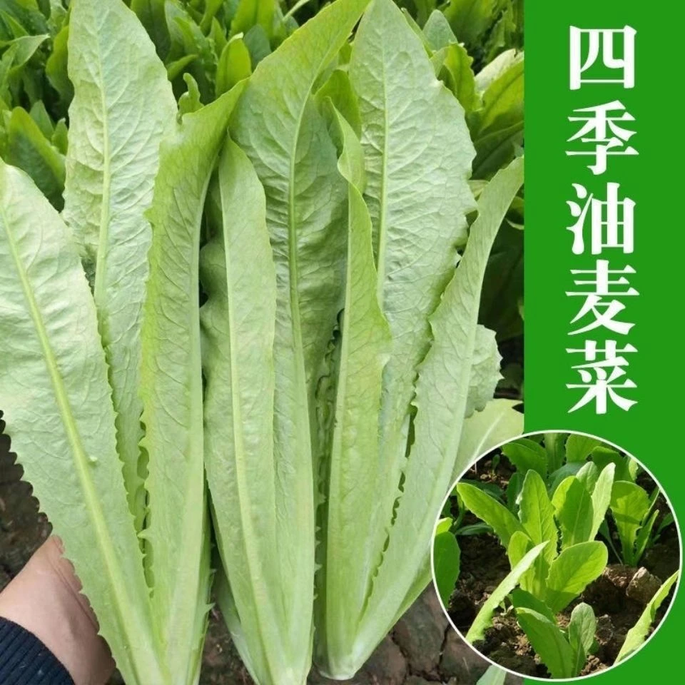 甜脆油麦菜种子清香无斑油麦菜种子四季播种盆栽庭院蔬菜种子